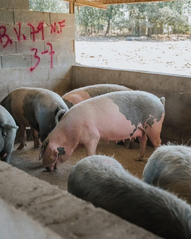 Porcos Bísaros malhados a comer num curral coberto, com o campo ao fundo